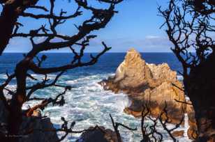 Point Lobos-1863.jpg